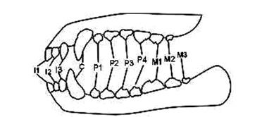 Зубная формула собаки схема