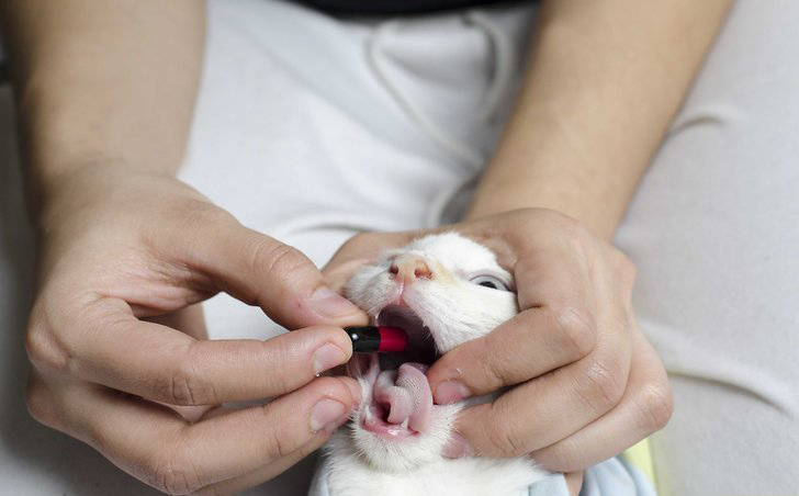 Как дать кошке таблетку, если она выплевывает
