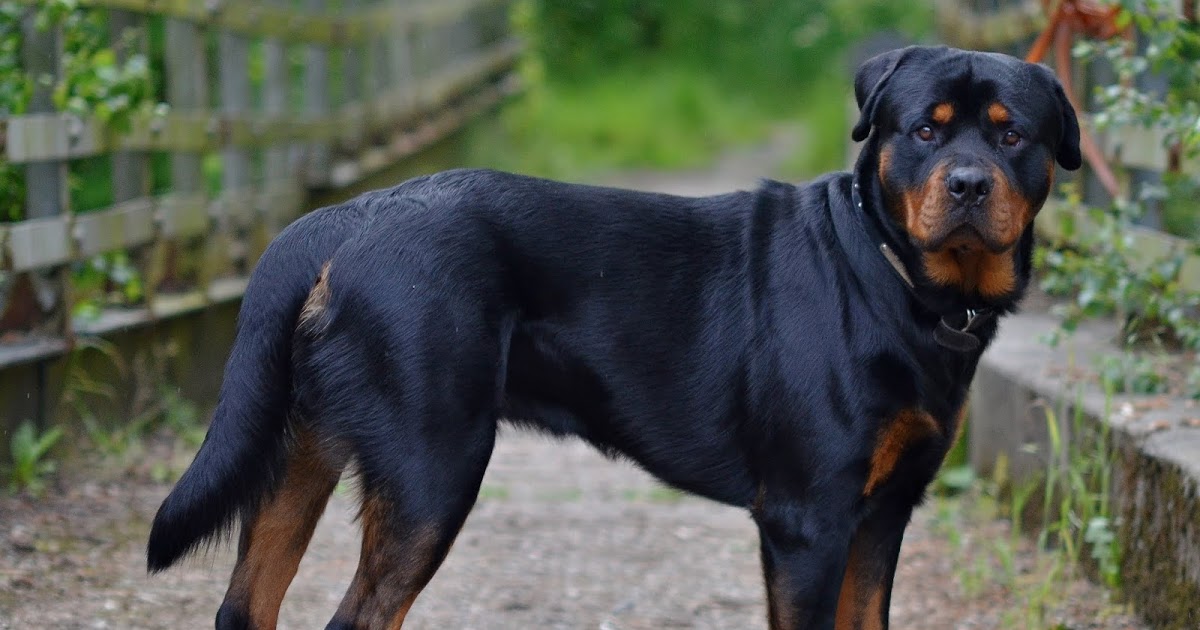 Ротвейлер (собака): золотистый, черный, характеристика породы