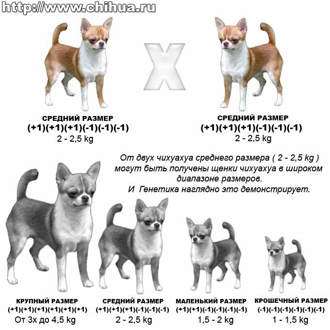 Чихуахуа: разновидности, окрасы и типы собак