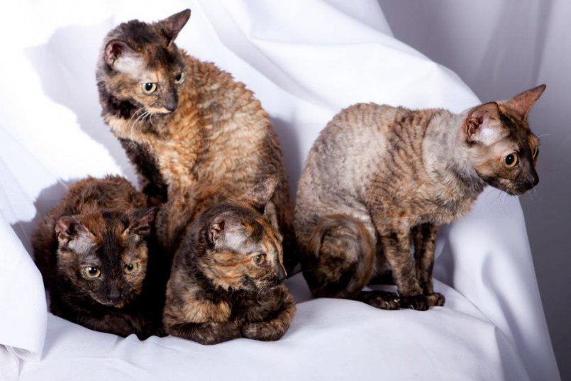 Особенности кошек породы нибелунг и уход за ними