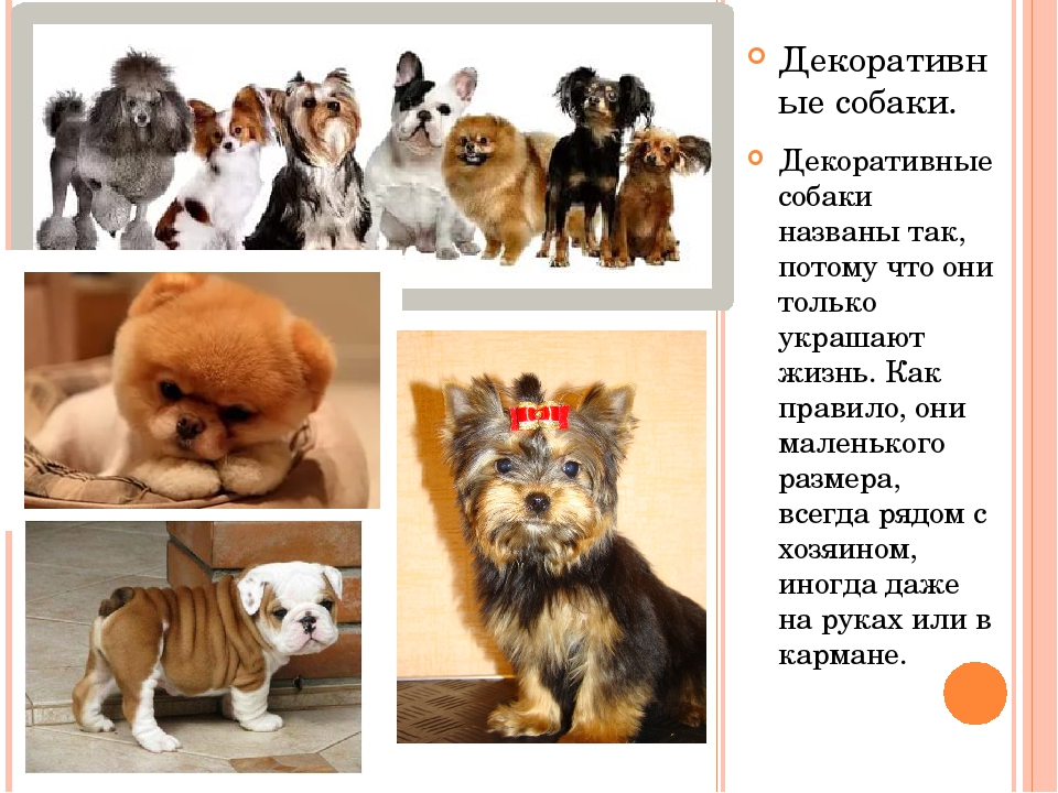 Комнатно-декоративные собаки: ТОП-10 самых популярных пород