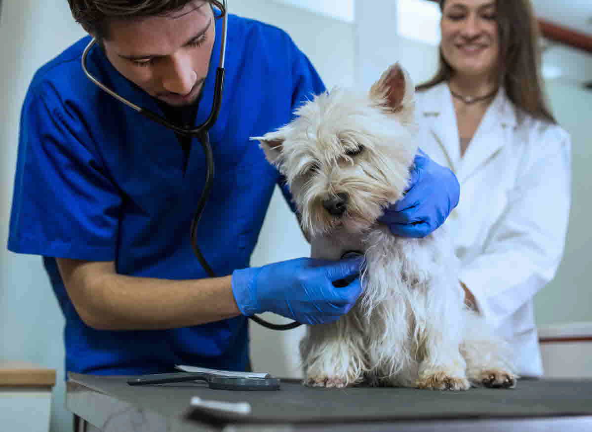 Аденовироз и аденовирусная инфекция у собак: симптомы и лечение