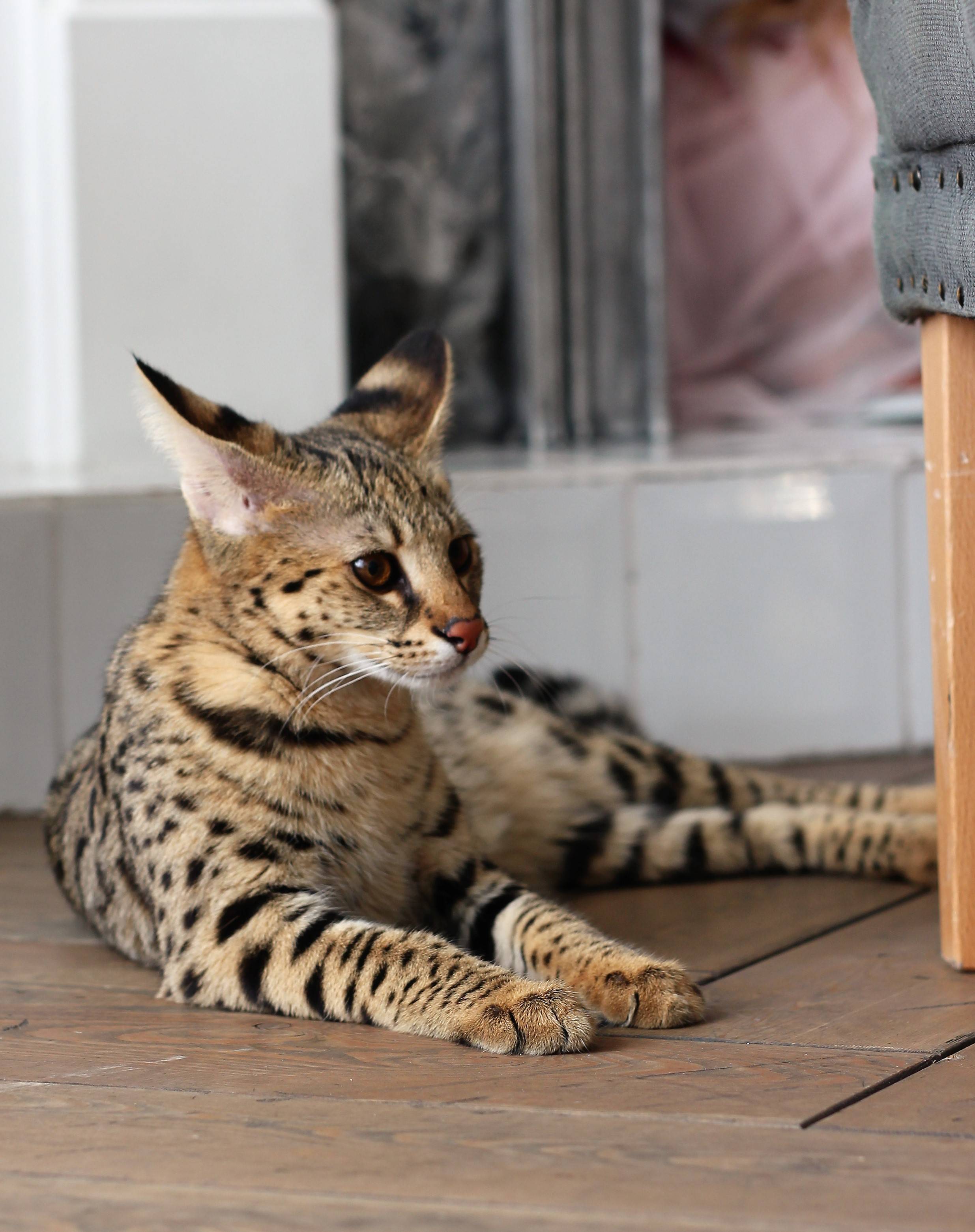Знакомьтесь: кошка породы саванна