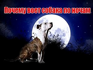 Соседская собака всю ночь протяжно. Почему собака воет ночью. Почему воет собака приметы. Почему воет собака по ночам приметы. Собака воет к покойнику.