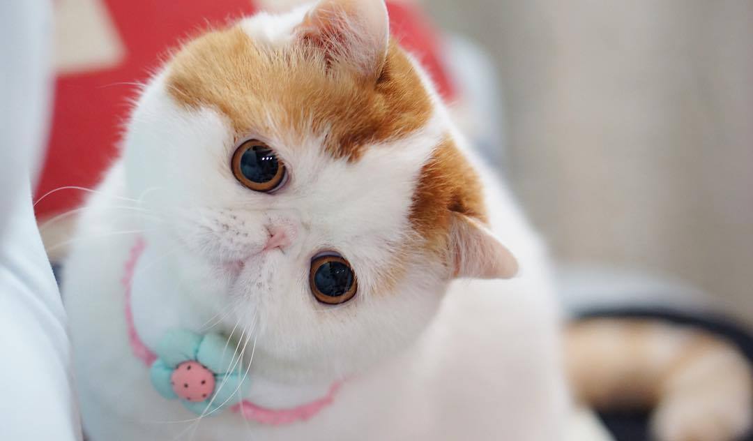 Кот с приплюснутой мордой и большими глазами: породы