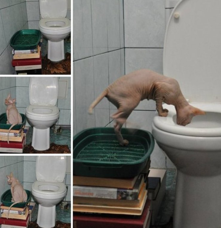 Способы приучения котенка к туалету