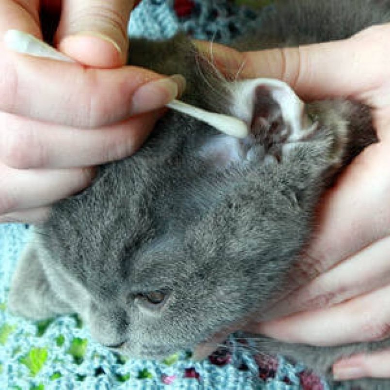 Слезотечение у кошек: возможные причины и терапия