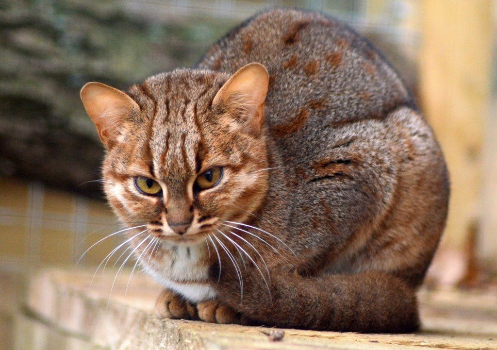 Ржавая кошка: как называют самую маленькую дикую кошку в мире