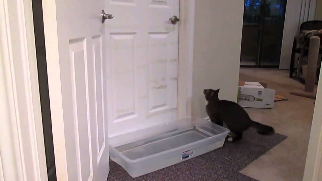 Входная дверь, холодильник, кран — что еще легко могут открыть ваши кошки