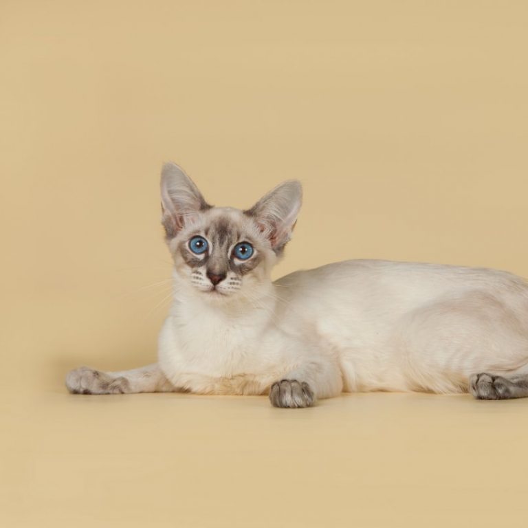 Балинезийская кошка: описание, уход и разведение