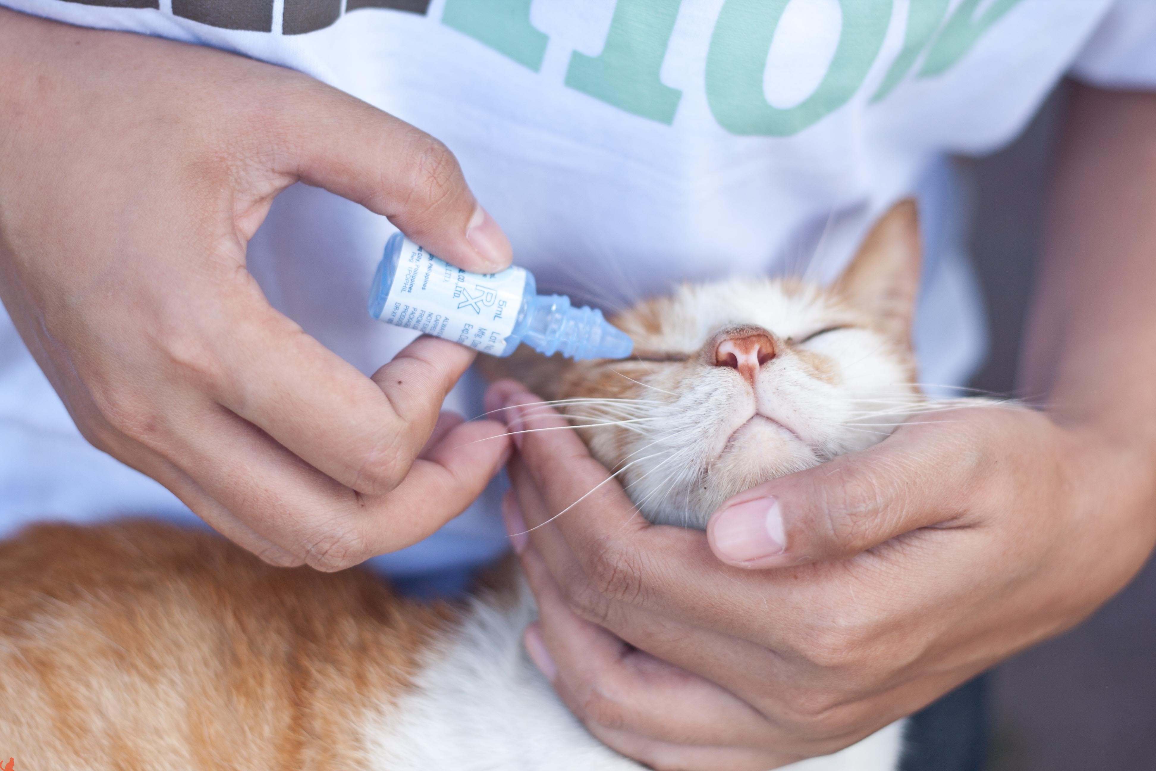 Цистит у кота: как лечить патологию