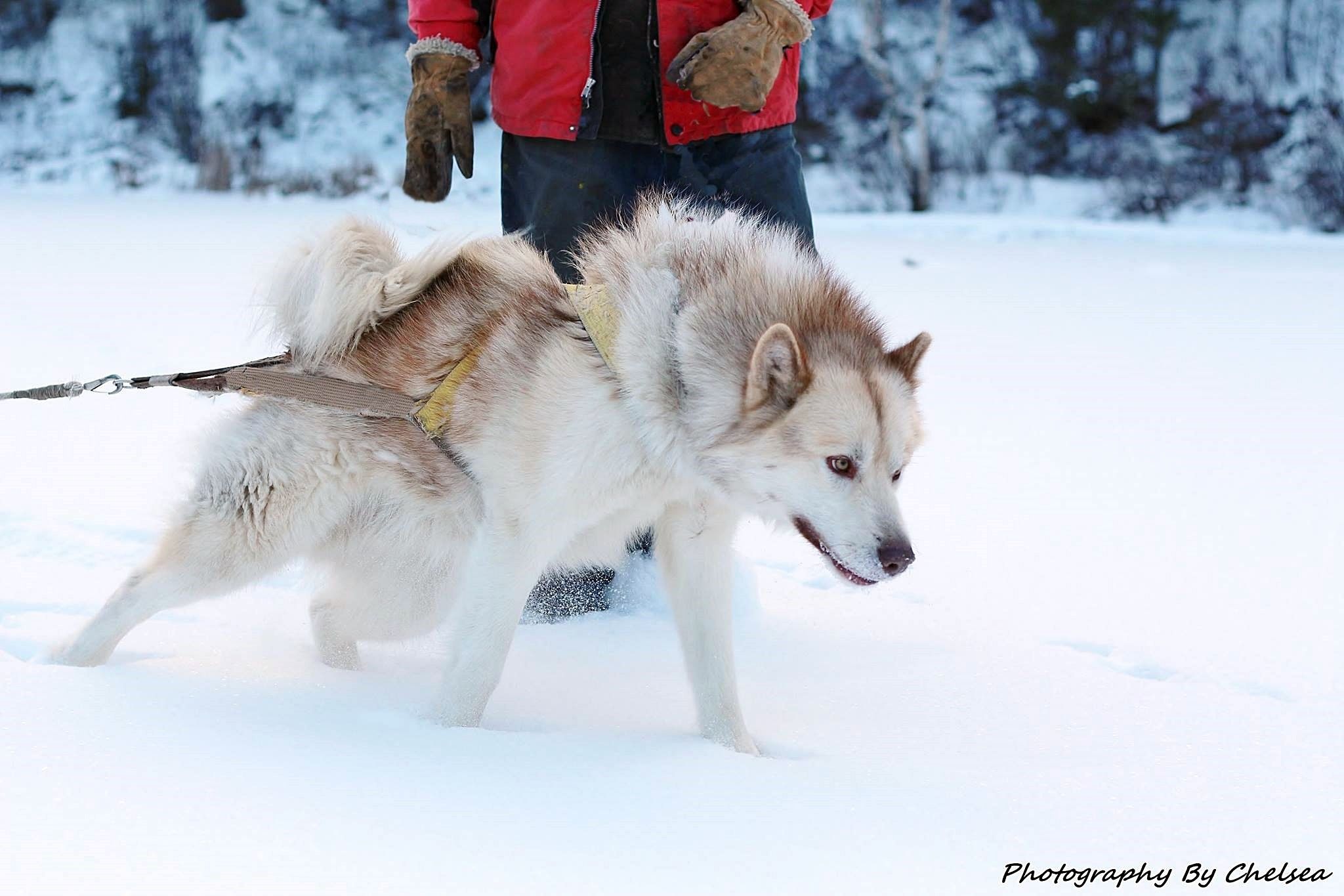 Рождены, чтобы бежать: породы северных ездовых собак