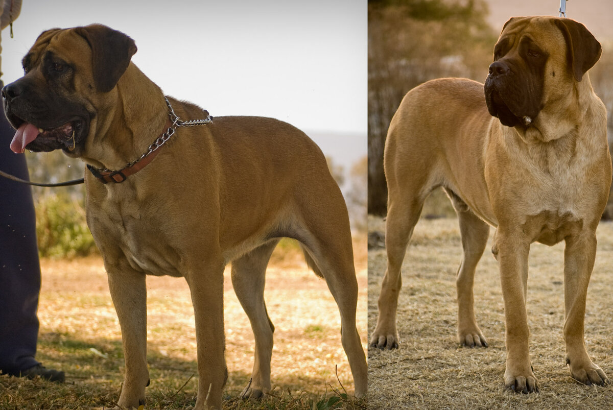 Самые большие собаки: породы