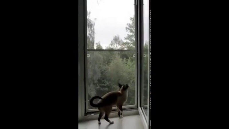 Где искать кошку, которая выпала в окно