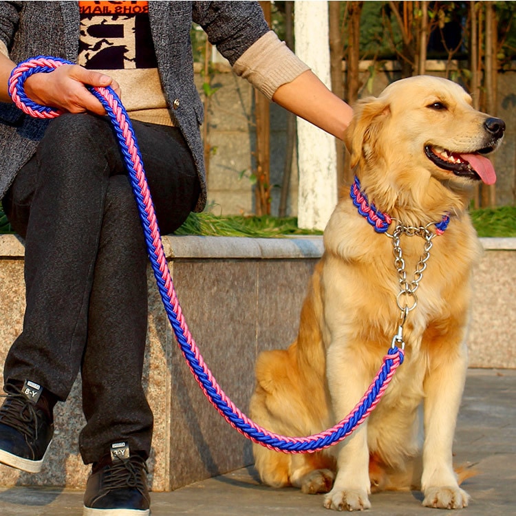 Ринговка для собак: что это такое и для чего нужно
