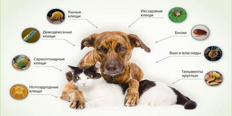 Какие болезни могут передаться хозяину от кошки или собаки