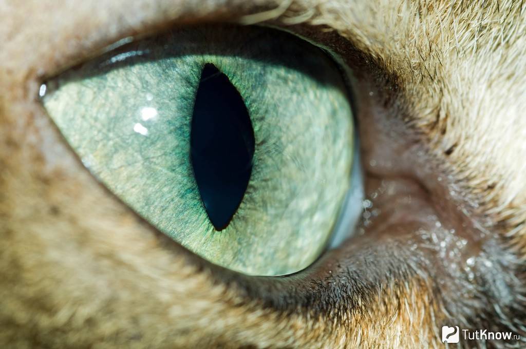 Кошачий глаз: как видят мир усатые питомцы