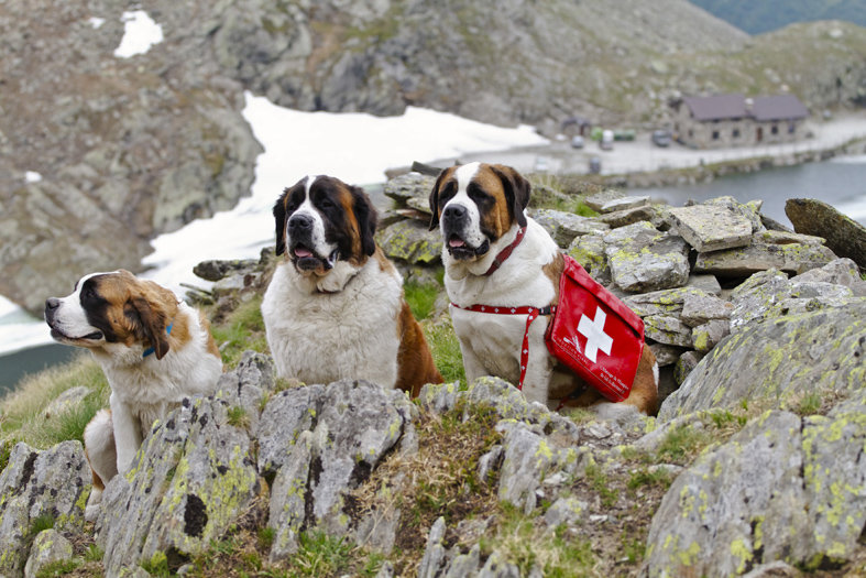 Какие собаки помогают спасать альпинистов: порода