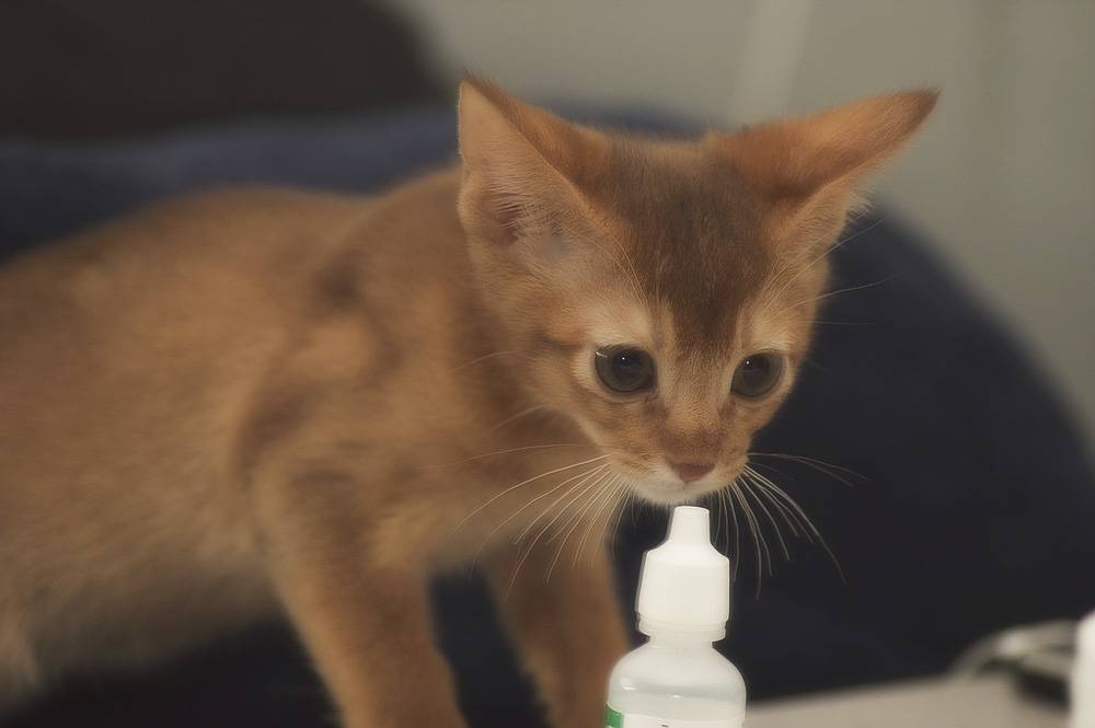 Насморк у кошки: причины, терапия и меры профилактики