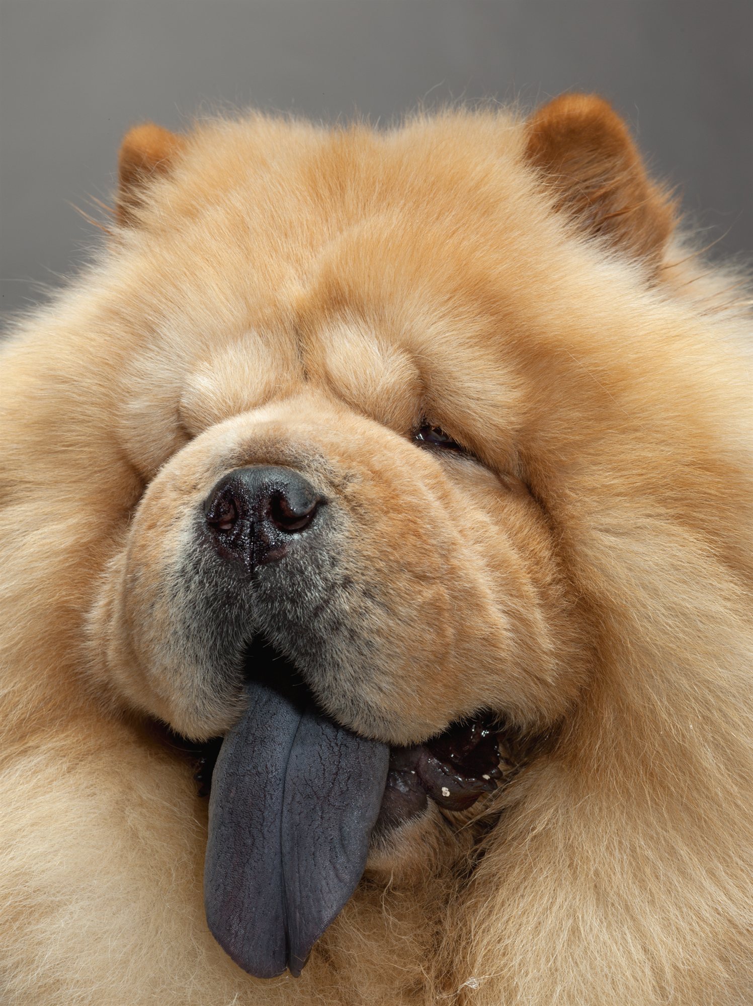 Фиолетовый язык у собаки: когда это нормально, а когда — признак болезни