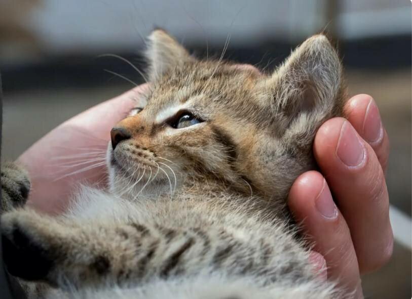 Как кошки благодарят хозяев: 7 способов кошачьего «спасибо»