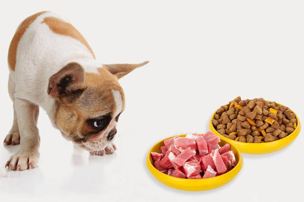 Почему собакам нельзя свинину: можно кормить или нет