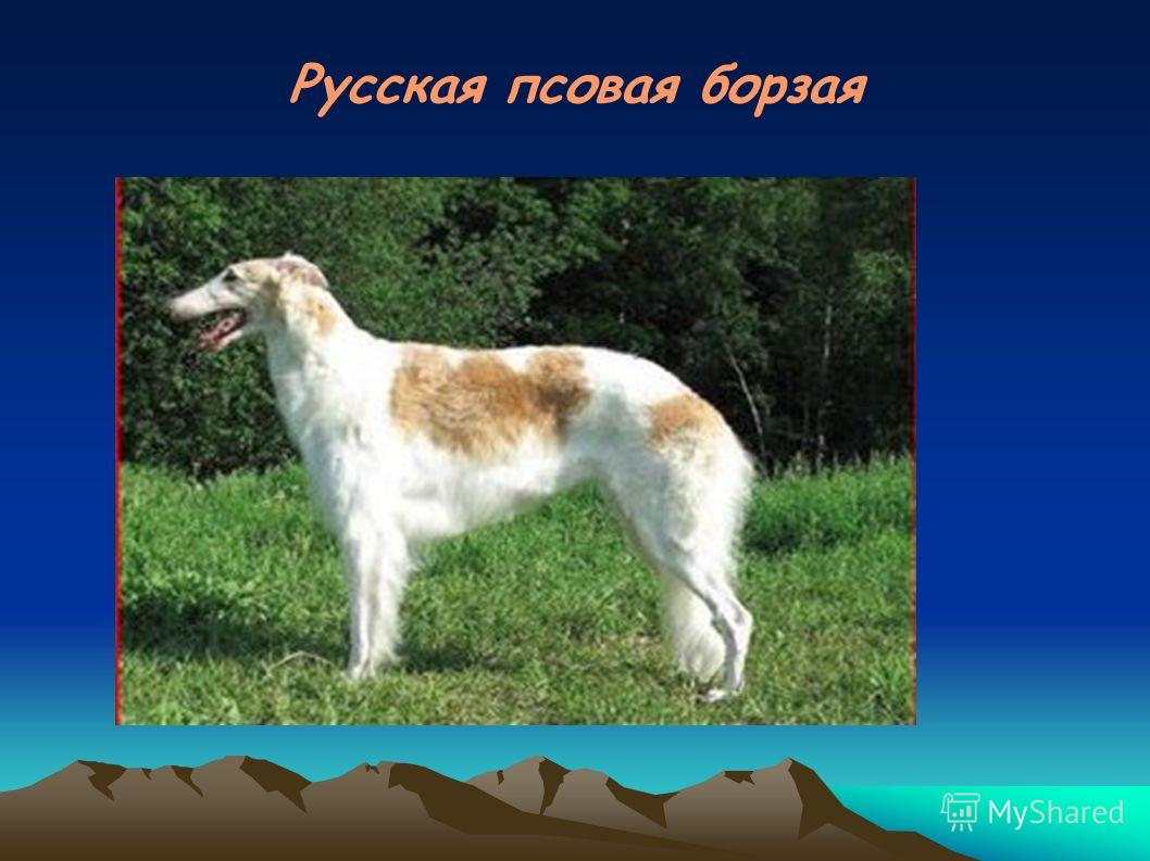 Русская борзая собака: описание гончей породы