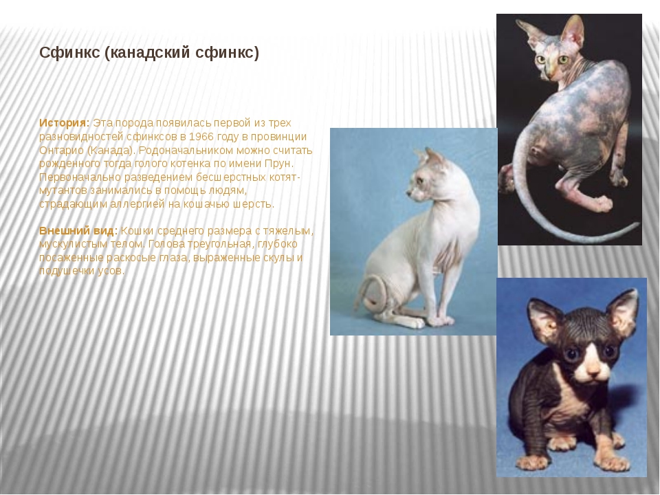 Сфинкс (кошка): сколько стоит, виды, характер