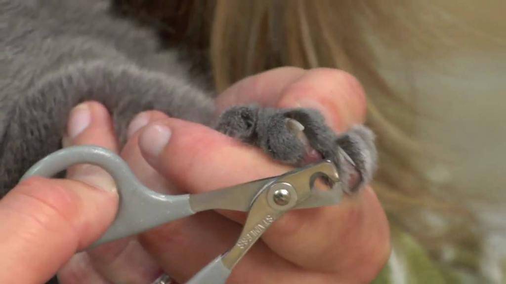 Как подстричь когти кошке: варианты в домашних условиях