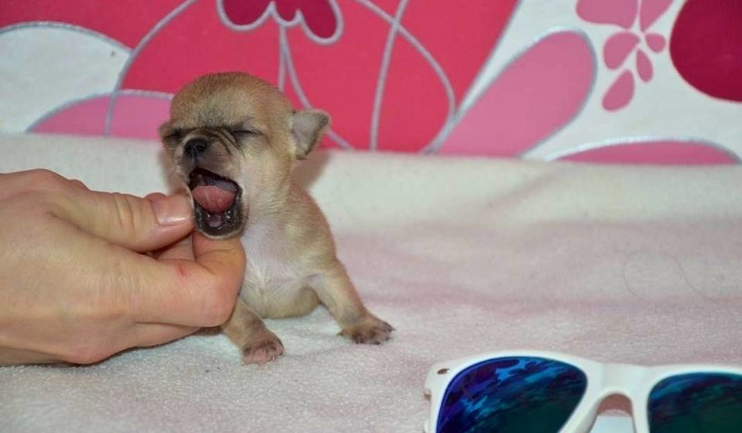 Самые маленькие собачки в мире: истории Туди и Милли