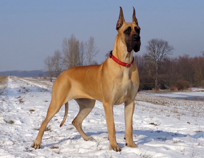 Немецкий дог: Аполлон собачьего мира