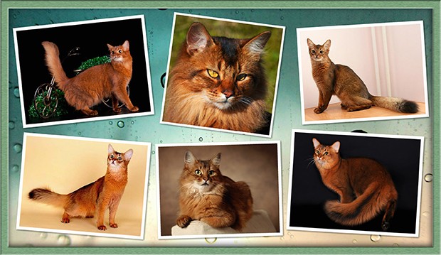 Сомалийская кошка: описание породы и характер