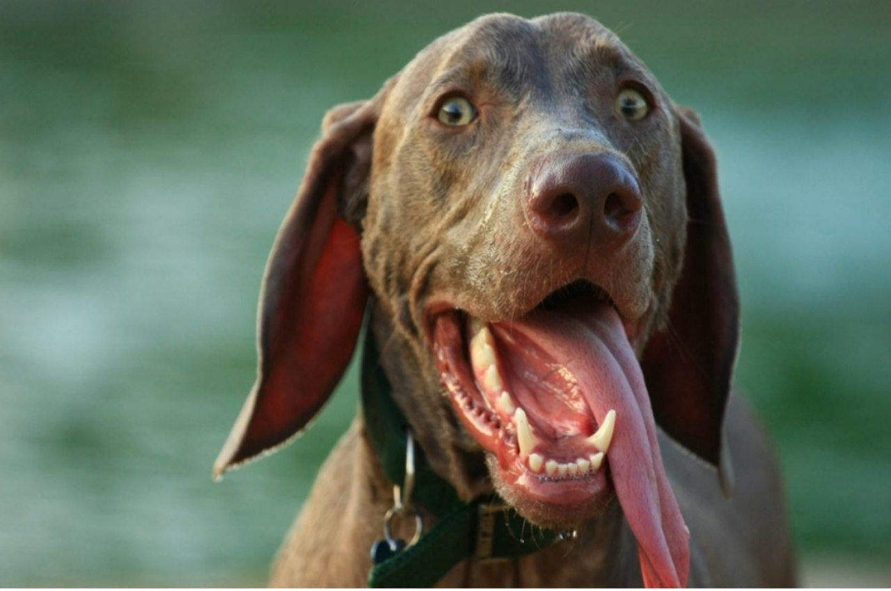 Собака часто дышит и тяжело с открытым ртом высунув язык