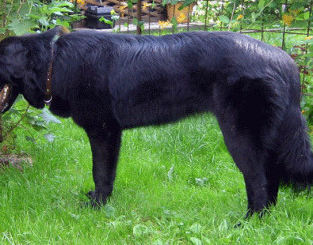 Тувинская овчарка (тувинская сторожевая собака)