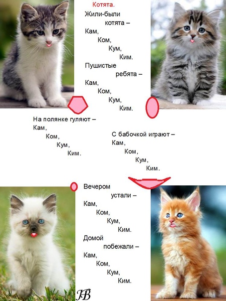 Как назвать трехцветную кошку девочку: интересные варианты кличек