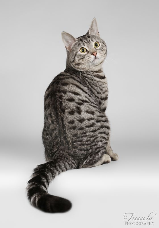 Европейская короткошёрстная кошка (кельтская кошка)
