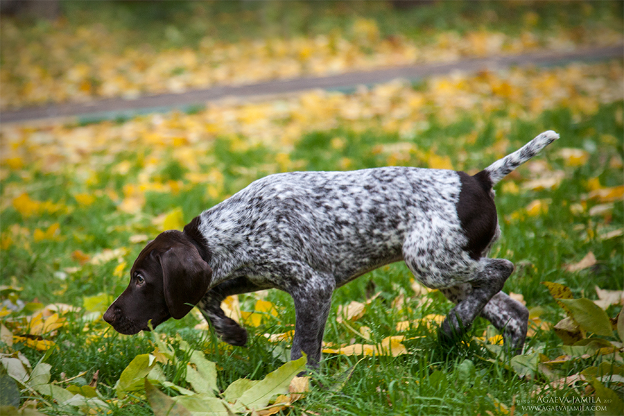 Курцхаар (собака): описание немецкой породы