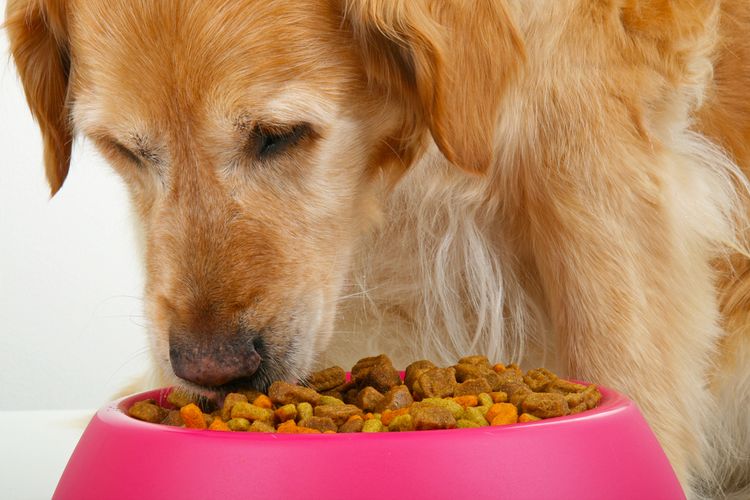 Собака плохо ест, но активная: причины и что делать