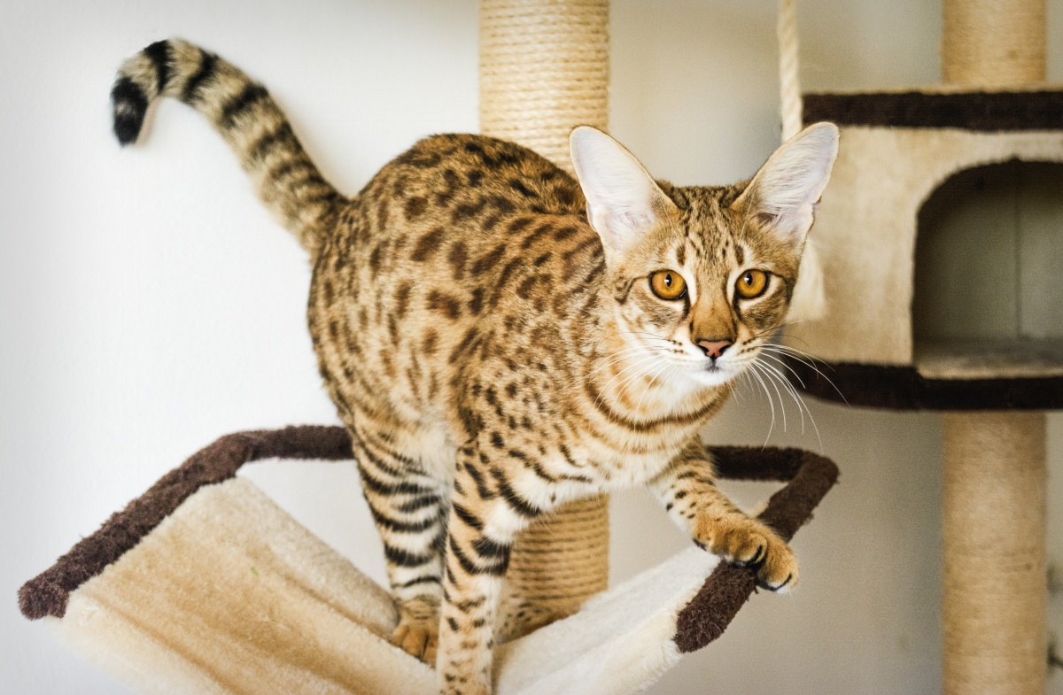 Пятнистая кошка — примеры пород и их названия