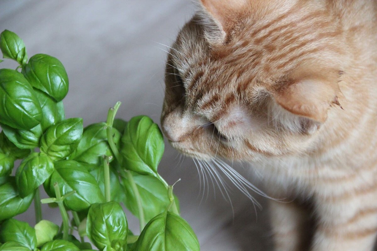 Зачем кошки едят траву на улице: можно ли разрешать
