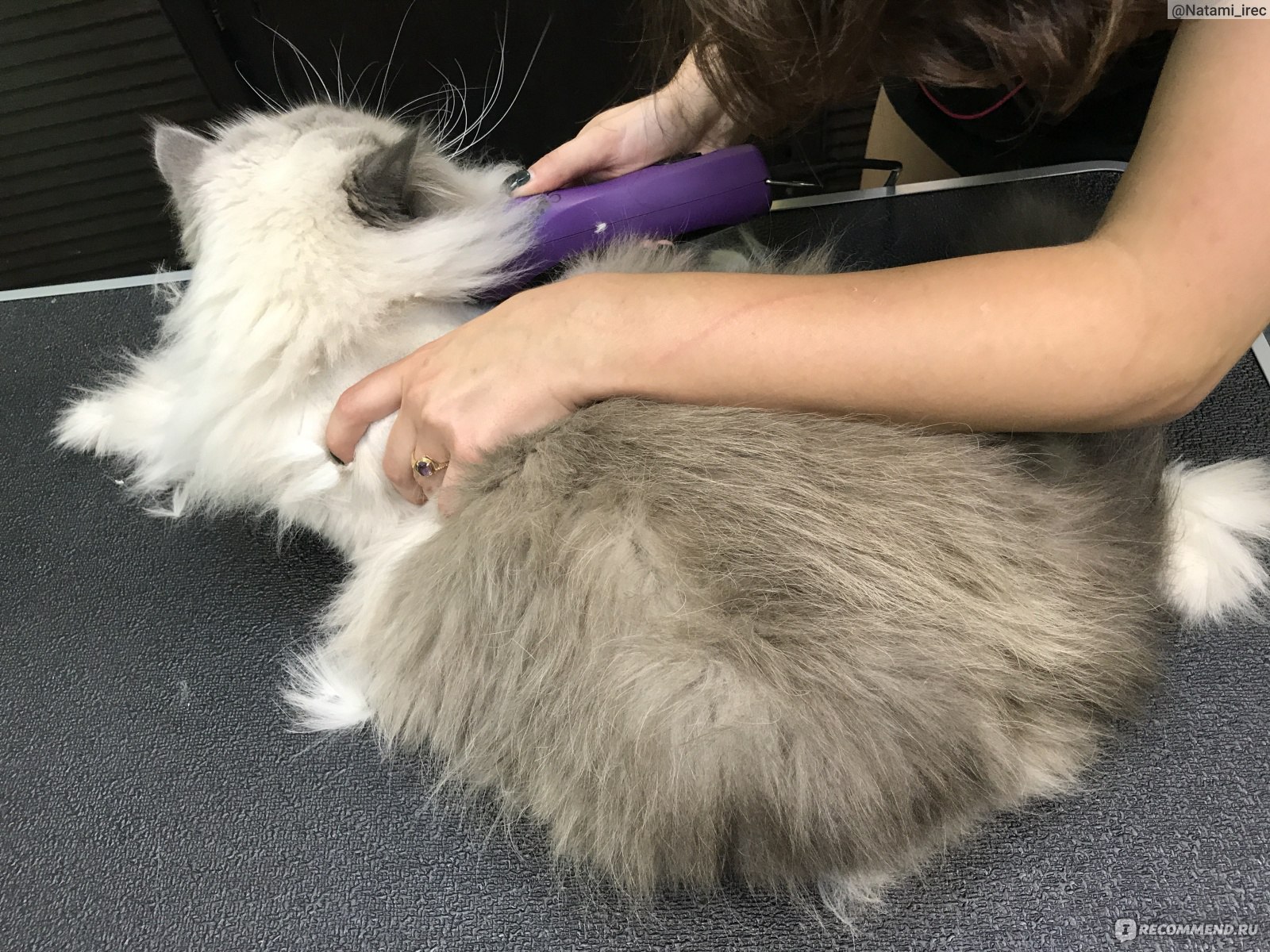 Как постричь кошку: порядок действий и виды стрижек