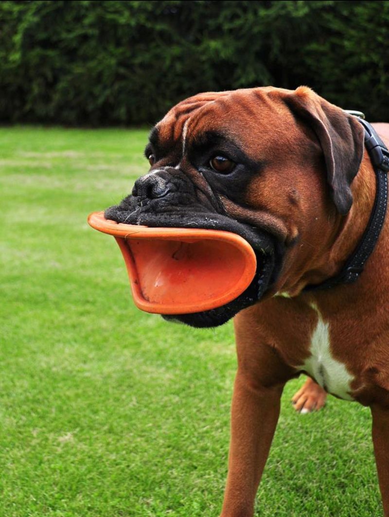 Смешные породы собак: самые прикольные в мире
