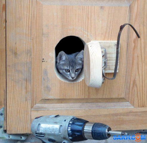 Что такое дверца для кошки и как её сделать