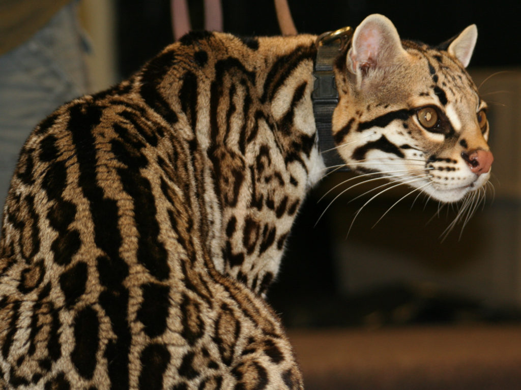 Азиатская леопардовая кошка