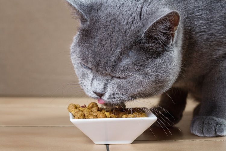 Особенности кормления котят и взрослых кошек британской породы