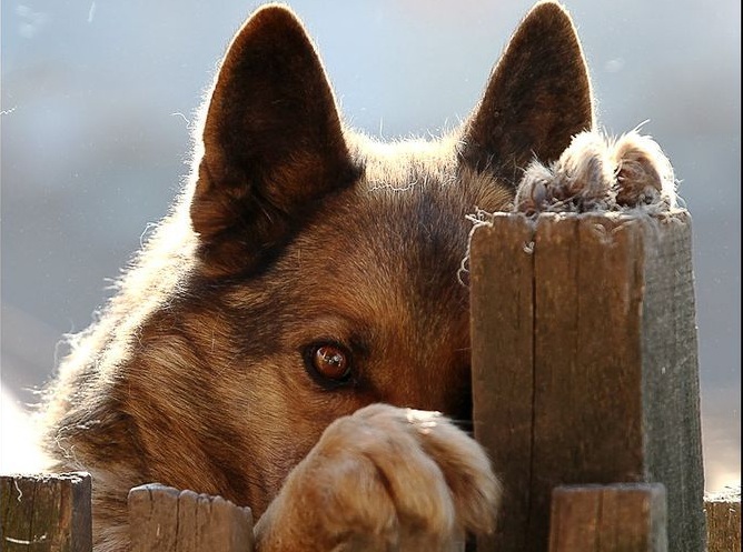 7 поступков хозяина, которые вызовут у собаки грусть и обиду