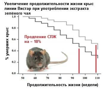 Сколько живут мыши — что влияет положительно