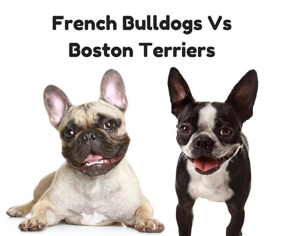 Французский бульдог сравнение. Бостон-терьер и французский бульдог. Бостонский терьер vs французский бульдог. Щенок Бостон терьера и французского бульдога. Бостон-терьер и французский бульдог отличия.