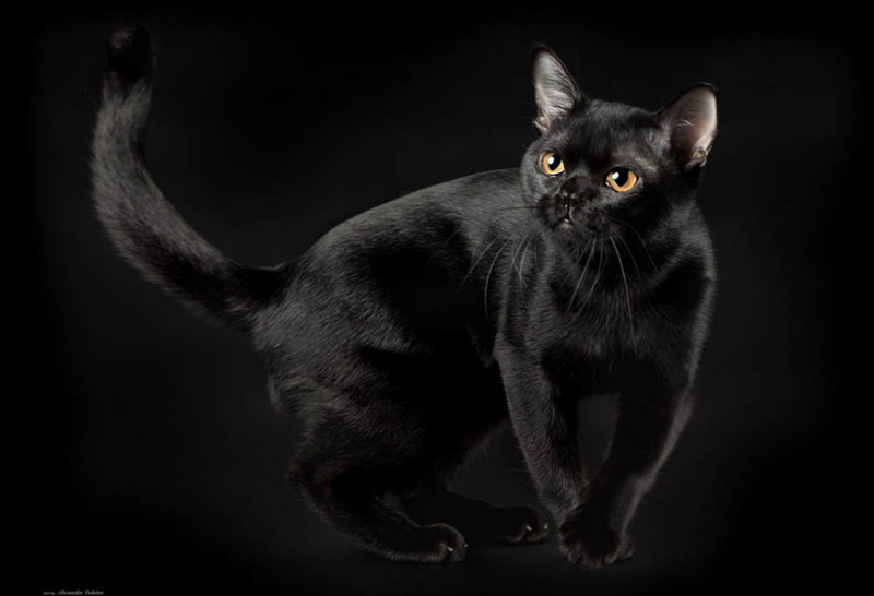 Породы черных кошек: окрас и оттенок глаз
